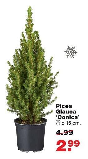 Aanbiedingen Picea glauca conica - Huismerk - Praxis - Geldig van 05/12/2016 tot 11/12/2016 bij Praxis
