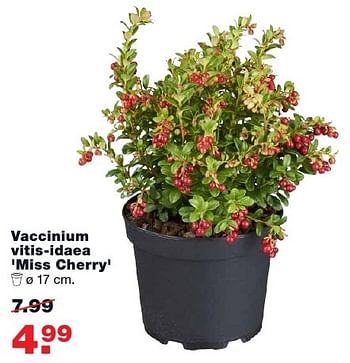Aanbiedingen Vaccinium vitis-idaea miss cherry - Huismerk - Praxis - Geldig van 05/12/2016 tot 11/12/2016 bij Praxis
