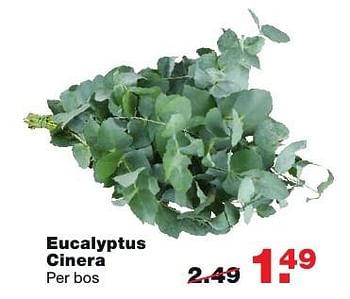 Aanbiedingen Eucalyptus cinera - Huismerk - Praxis - Geldig van 05/12/2016 tot 11/12/2016 bij Praxis