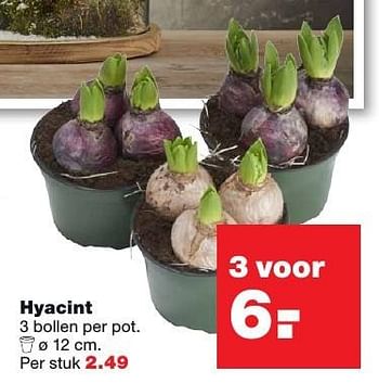 Aanbiedingen Hyacint - Huismerk - Praxis - Geldig van 05/12/2016 tot 11/12/2016 bij Praxis