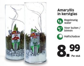 Aanbiedingen Amaryllis in kerstglas - Huismerk - Lidl - Geldig van 05/12/2016 tot 11/12/2016 bij Lidl
