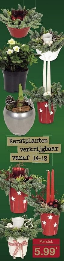 Aanbiedingen Kerstplanten verkrijgbaar - Huismerk - Aldi - Geldig van 11/12/2016 tot 18/12/2016 bij Aldi