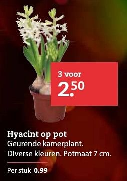 Aanbiedingen Hyacint op pot geurende kamerplant - Huismerk- Boerenbond - Geldig van 11/12/2016 tot 25/12/2016 bij Boerenbond