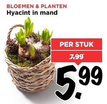 Aanbiedingen Bloemen + planten hyacint in mand - Huismerk Vomar - Geldig van 01/01/2017 tot 07/01/2017 bij Vomar