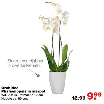 Aanbiedingen Orchidee phalaenopsis in sierpot - Huismerk - Praxis - Geldig van 01/01/2017 tot 08/01/2017 bij Praxis