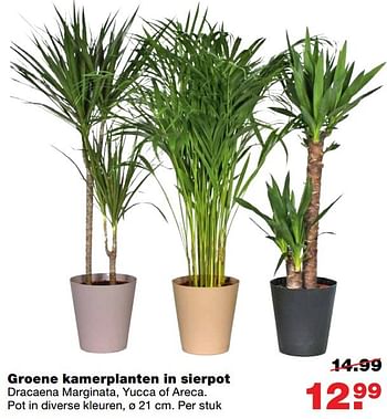 Aanbiedingen Groene kamerplanten in sierpot - Huismerk - Praxis - Geldig van 01/01/2017 tot 08/01/2017 bij Praxis