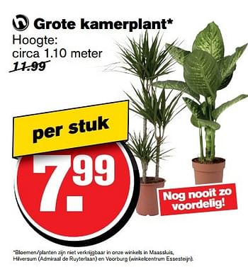 Aanbiedingen Grote kamerplant - Huismerk - Hoogvliet - Geldig van 04/01/2017 tot 10/01/2017 bij Hoogvliet