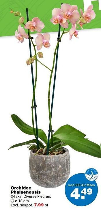 Aanbiedingen Orchidee phalaenopsis - Huismerk - Praxis - Geldig van 02/01/2017 tot 15/01/2017 bij Praxis