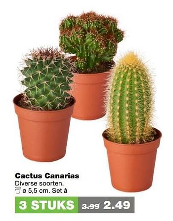 Aanbiedingen Cactus canarias - Huismerk - Praxis - Geldig van 02/01/2017 tot 15/01/2017 bij Praxis