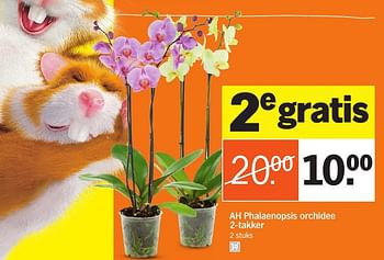 Aanbiedingen Ah phalaenopsis orchidee - Huismerk - Albert Heijn - Geldig van 09/01/2017 tot 15/01/2017 bij Albert Heijn