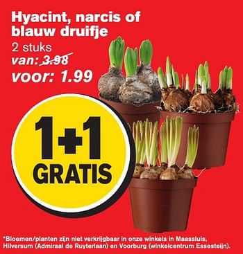 Aanbiedingen Hyacint, narcis of blauw druifje - Huismerk - Hoogvliet - Geldig van 11/01/2017 tot 17/01/2017 bij Hoogvliet