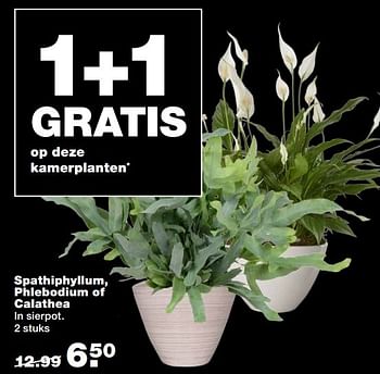 Aanbiedingen Spathiphyllum, phlebodium of calathea - Huismerk - Praxis - Geldig van 09/01/2017 tot 22/01/2017 bij Praxis