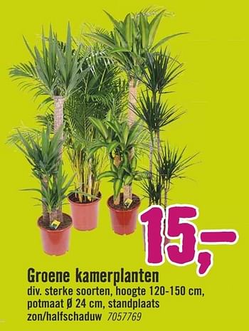 Aanbiedingen Groene kamerplanten - Huismerk Hornbach - Geldig van 09/01/2017 tot 22/01/2017 bij Hornbach