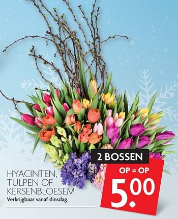 Aanbiedingen Hyacinten, tulpen of kersenbloesem - Huismerk - Deka Markt - Geldig van 15/01/2017 tot 21/01/2017 bij Deka Markt