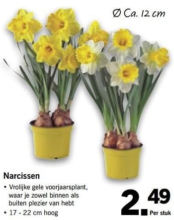 Aanbiedingen Narcissen - Huismerk - Lidl - Geldig van 16/01/2017 tot 22/01/2017 bij Lidl