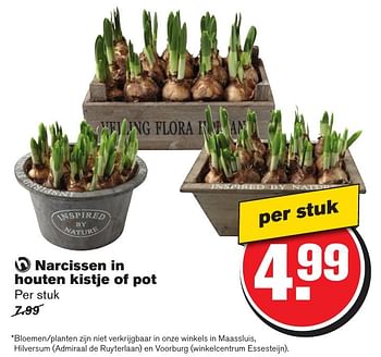 Aanbiedingen Narcissen in houten kistje of pot - Huismerk - Hoogvliet - Geldig van 25/01/2017 tot 31/01/2017 bij Hoogvliet