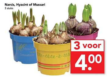 Aanbiedingen Narcis, hyacint of muscari - Huismerk deen supermarkt - Geldig van 29/01/2017 tot 04/02/2017 bij Deen Supermarkten