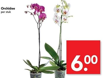 Aanbiedingen Orchidee - Huismerk deen supermarkt - Geldig van 12/02/2017 tot 18/02/2017 bij Deen Supermarkten