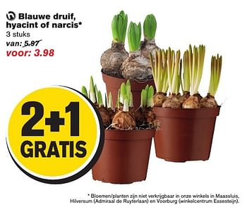 Aanbiedingen Blauwe druif, hyacint of narcis - Huismerk - Hoogvliet - Geldig van 12/02/2017 tot 21/02/2017 bij Hoogvliet
