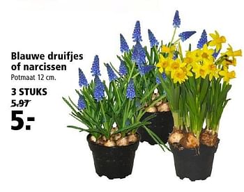 Aanbiedingen Blauwe druifjes of narcissen - Huismerk - Welkoop - Geldig van 13/02/2017 tot 26/02/2017 bij Welkoop