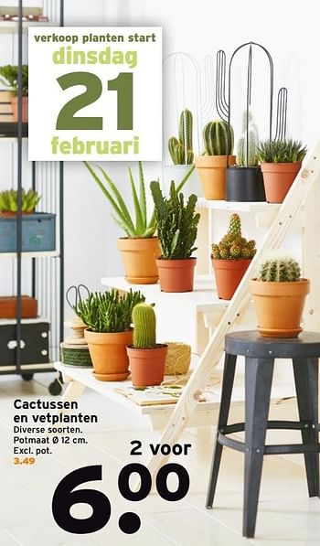 Aanbiedingen Cactussen en vetplanten - Huismerk - Gamma - Geldig van 20/02/2017 tot 26/02/2017 bij Gamma
