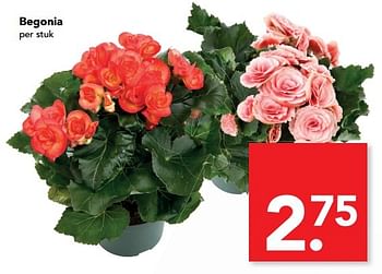 Aanbiedingen Begonia - Begonia - Geldig van 19/02/2017 tot 25/02/2017 bij Deen Supermarkten