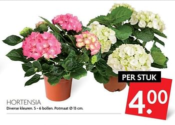 Aanbiedingen Hortensia - Huismerk - Deka Markt - Geldig van 19/02/2017 tot 25/02/2017 bij Deka Markt