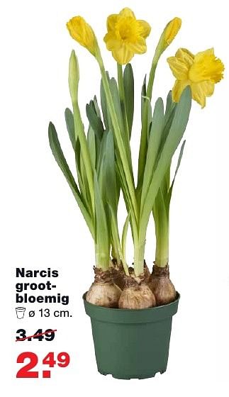 Aanbiedingen Narcis grootbloemig - Huismerk - Praxis - Geldig van 20/02/2017 tot 26/02/2017 bij Praxis