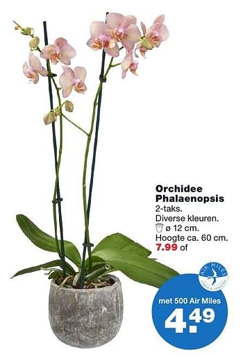 Aanbiedingen Orchidee phalaenopsis - Huismerk - Praxis - Geldig van 20/02/2017 tot 26/02/2017 bij Praxis