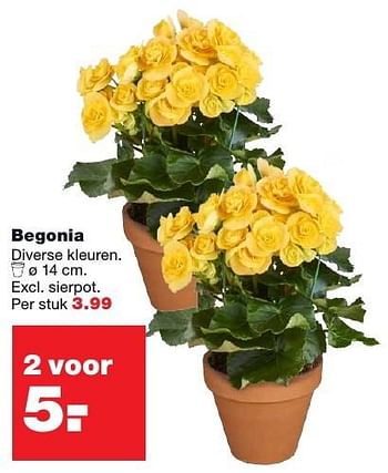Aanbiedingen Begonia - Huismerk - Praxis - Geldig van 20/02/2017 tot 26/02/2017 bij Praxis
