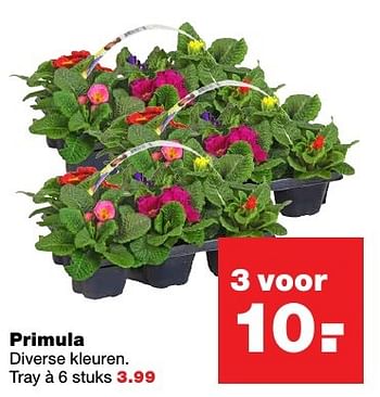 Aanbiedingen Primula - Huismerk - Praxis - Geldig van 20/02/2017 tot 26/02/2017 bij Praxis