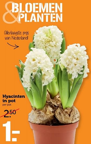 Aanbiedingen Hyacinten in pot - Huismerk - Coop - Geldig van 20/02/2017 tot 26/02/2017 bij Coop