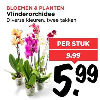 Aanbiedingen Vlinderorchidee - Huismerk Vomar - Geldig van 26/02/2017 tot 04/03/2017 bij Vomar