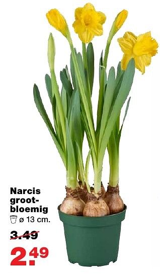 Aanbiedingen Narcis grootbloemig - Huismerk - Praxis - Geldig van 27/02/2017 tot 05/03/2017 bij Praxis