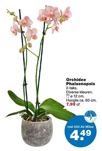 Aanbiedingen Orchidee phalaenopsis - Huismerk - Praxis - Geldig van 27/02/2017 tot 05/03/2017 bij Praxis