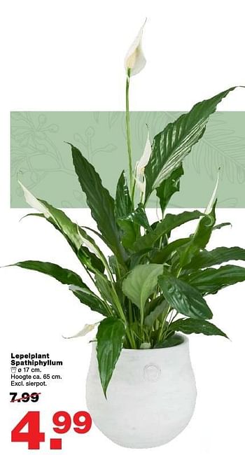 Aanbiedingen Lepelplant spathiphyllum - Huismerk - Praxis - Geldig van 27/02/2017 tot 05/03/2017 bij Praxis
