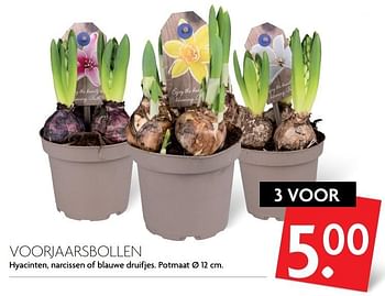 Aanbiedingen Voorjaarsbollen - Huismerk - Deka Markt - Geldig van 26/02/2017 tot 04/03/2017 bij Deka Markt