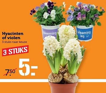 Aanbiedingen Hyacinten of violen - Huismerk - Coop - Geldig van 05/03/2017 tot 12/03/2017 bij Coop