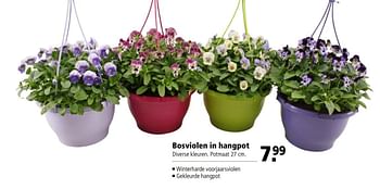 Aanbiedingen Bosviolen in hangpot - Huismerk - Welkoop - Geldig van 27/02/2017 tot 12/03/2017 bij Welkoop