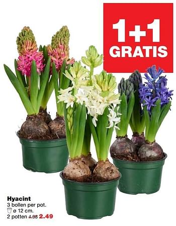 Aanbiedingen Hyacint - Huismerk - Praxis - Geldig van 06/03/2017 tot 12/03/2017 bij Praxis