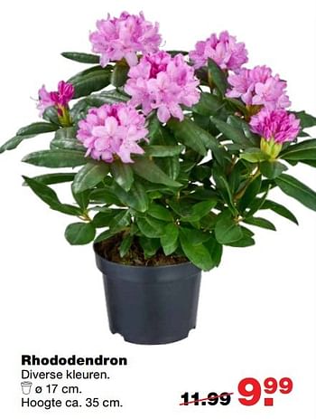 Aanbiedingen Rhododendron - Huismerk - Praxis - Geldig van 06/03/2017 tot 12/03/2017 bij Praxis