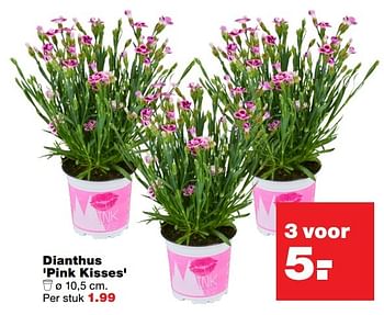 Aanbiedingen Dianthus pink kisses - Huismerk - Praxis - Geldig van 06/03/2017 tot 12/03/2017 bij Praxis