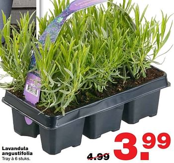 Aanbiedingen Lavandula angustifolia - Huismerk - Praxis - Geldig van 06/03/2017 tot 12/03/2017 bij Praxis