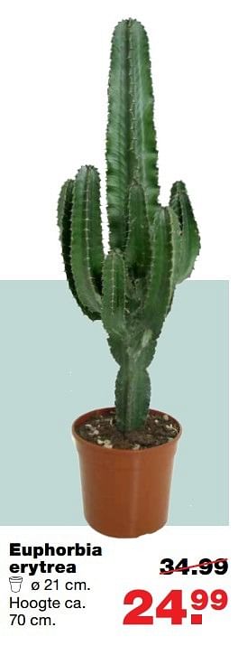 Aanbiedingen Euphorbia erytrea - Huismerk - Praxis - Geldig van 06/03/2017 tot 12/03/2017 bij Praxis
