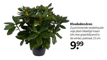 Aanbiedingen Rhododendron - Huismerk- Boerenbond - Geldig van 06/03/2017 tot 19/03/2017 bij Boerenbond