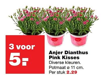 Aanbiedingen Anjer dianthus pink kisses - Huismerk - Praxis - Geldig van 06/03/2017 tot 12/03/2017 bij Praxis