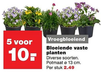Aanbiedingen Bloeiende vaste planten - Huismerk - Praxis - Geldig van 06/03/2017 tot 12/03/2017 bij Praxis