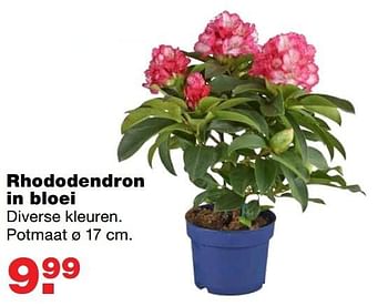 Aanbiedingen Rhododendron in bloei - Huismerk - Praxis - Geldig van 06/03/2017 tot 12/03/2017 bij Praxis