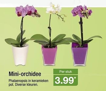 Aanbiedingen Mini-orchidee - Huismerk - Aldi - Geldig van 13/03/2017 tot 18/03/2017 bij Aldi