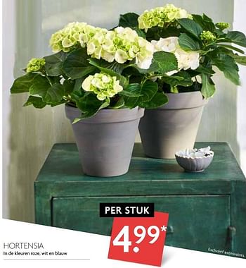 Aanbiedingen Hortensia in de kleuren roze, wit en blauw - Huismerk - Deka Markt - Geldig van 23/02/2017 tot 31/03/2017 bij Deka Markt